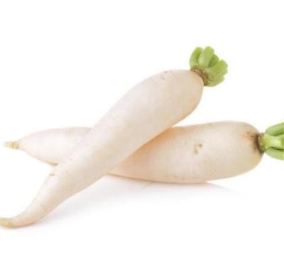 China Cool welcome to buy the latest white radish, high quality and low price for sale