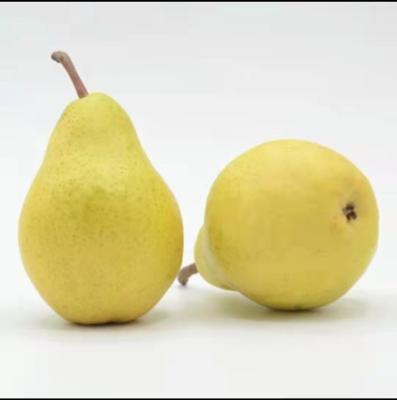 China China Fresh Sellable Sweet Natural Fresh Pear Wholesale Price for sale