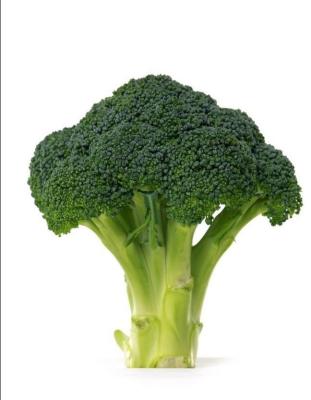 China Fresh export broccoli lush, soft and nutritious quality vegetable quality for sale