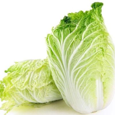 China Fresh Chinese Factories Supply Fresh Vegetables Fresh Cabbage At Good Prices for sale