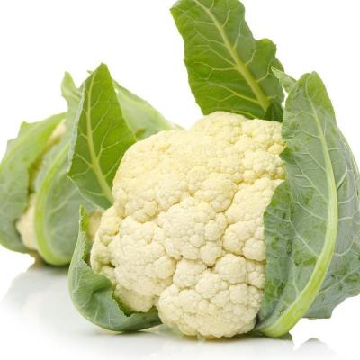 China Fresh the hottest selling large Chinese fresh organic cauliflower, the latest production in 2022 for sale