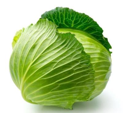 China Fresh Free Purchase Chinese Green Organic Fresh Cabbage, Welcome Bulk Purchase for sale