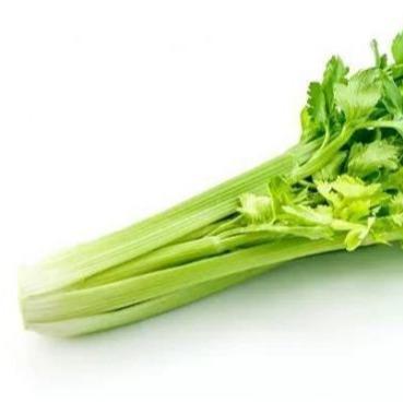 China Juicy best selling fresh commercial nutritious celery for sale for sale