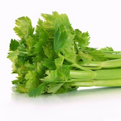 China Juicy promote organic fresh celery export in China, good quality and cheap for sale