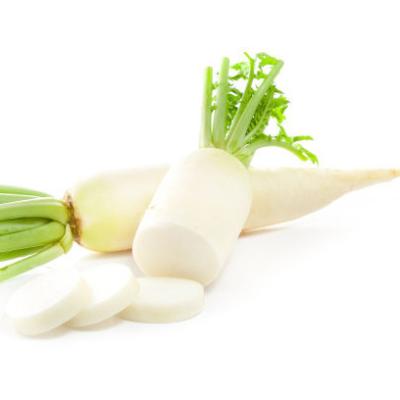 China Fresh high quality fresh vegetables, regeneration and nutritious white radish export quality for sale