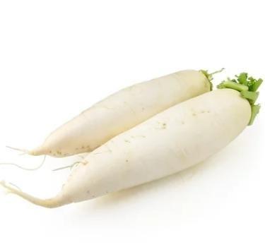 China Best fresh selling white and vitamin rich fresh white radish at best price for sale