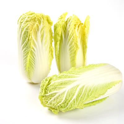 China China Good Quality Wholesale Fresh Delicious Common Cabbages for sale