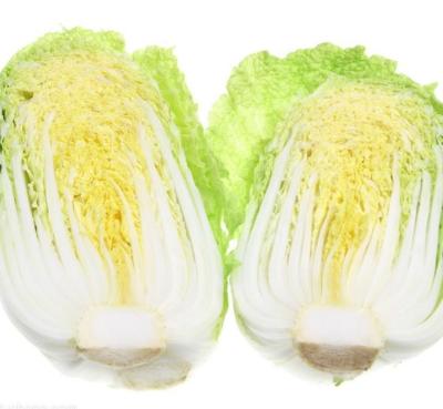 China Most popular healthy food wholesale price natural fresh sweet chinese cabbage for sale