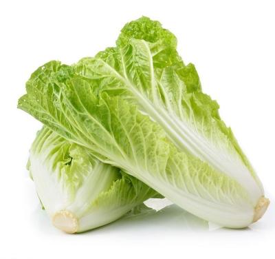 China Fresh New Season Fresh Vegetable Exporter Fresh Chinese Cabbage Was Recognized In 2022 for sale