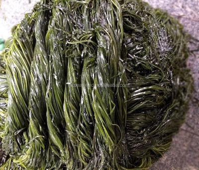 China Frozen dried kelp noodles, salted cut of kelp, shreded cut of laminaria for sale