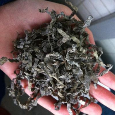 China New Corp Dried Hot Selling Shredded Sun Dried or Machine Dried Laminaria Japan Quince Kelp/Seaweed to Russia for sale