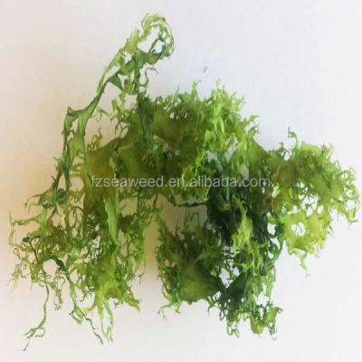 China Fresh type comb seaweed, tosaka seaweed food nori for sale