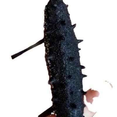 China NATURE pickly black dry sea cucumber 400g/2bags for sale