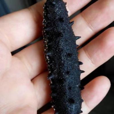 China Organic Dried and Frozen Sea Cucumbers Cleaned for sale