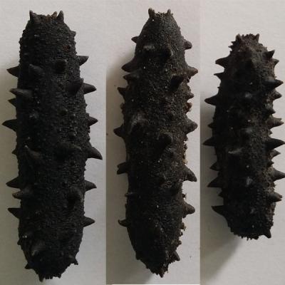 China Nutritious high quality dried sea cucumber factory direct sales for sale