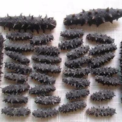 China Best Low Fat Price Dried Sea Cucumber Black Stichopus Type Japonicus for sale