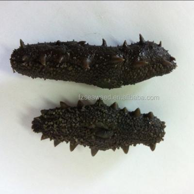 China Sea Cucumber Sea Cucumber Low Fat Black Spiny Fish Dried /Frozen Fresh Hot Sales for sale