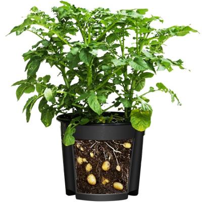 China Modern Potato Planting Pot Plastic Tuber Planter Pot Nursery Pot for sale