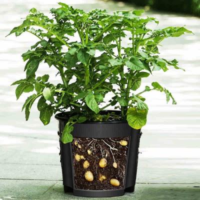 China Modern Round Bato Bucket For Potato Flower Black Agriculture Greenhouse Indoor Outdoor Garden Plastic Pot for sale