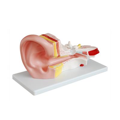 China Middle Ear Human Model School LTM303B Anatomy Model for sale