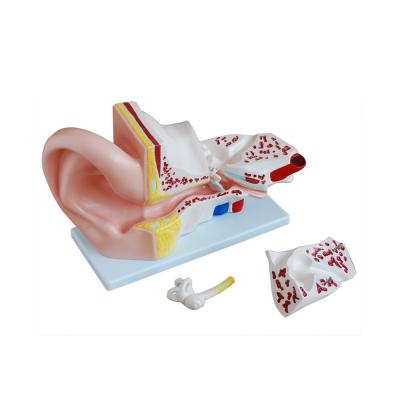 China LTM303A Large School Anatomy Human Ear Model for sale