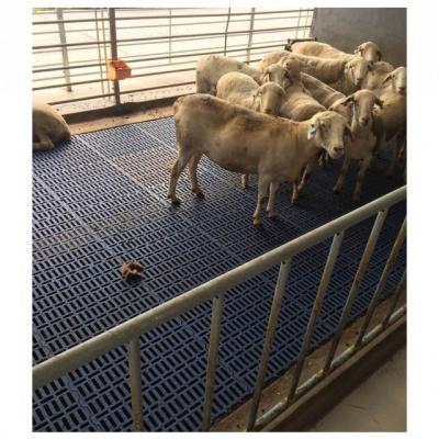 China Farm Goat Farm Wholesale Plastic Slat Flooring For Poultry Floor Tile Plastic Slat For Pig Farm for sale