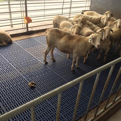 China High Strength Plastic Farms Slat Flooring For Goat Farm Used Slat Flooring For Sale In India for sale