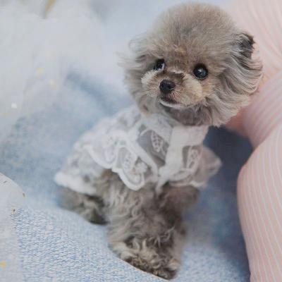 China 2021 New Style Pet Cats and Dog Clothes Summer Lace Method Teddy Yorkshire Corgi Maltese Dog Sunscreen Viable Breathable Dress for sale