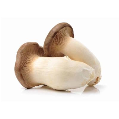 China King Oyster Low Price Canned Mushroom In Brine For All Prepared All Sizes Available for sale