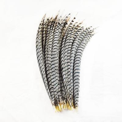 China Pheasant Feather 80-90cm 90-100cm Lady Amherst Zebra Pheasant Quality Feathers Natural Dyed Plumas Carnival Festival Decoration for sale