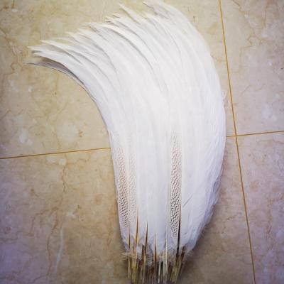 China Pheasant Feather 20-80cm Long Multi-colors Dyed Silver Pheasant Tail Feather For Brazil Carnival Costumes for sale