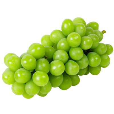 China Fresh Delicious fresh sunshine rose grape from China with good price support custom packaging for sale