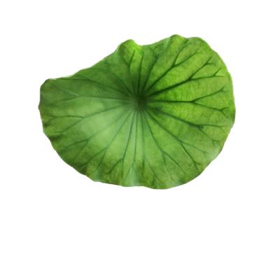 China High Quality Medium Artificial Water Lily Leaf Lotus Latex Flower Real Touch Garden Decoration for sale