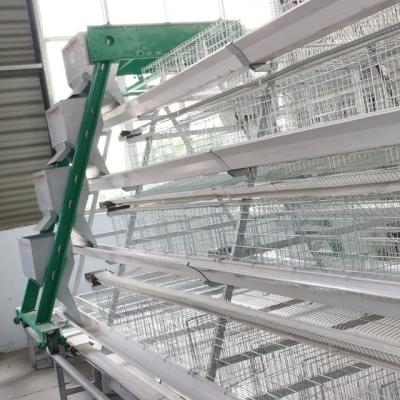 China Battery Layer / Broiler Layer /Baby Chicken Cage Layers for sale