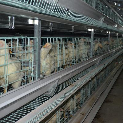 China Farms Design Low Price Fully Automatic Layer Chicken Cage Equipment For Poultry Farm for sale