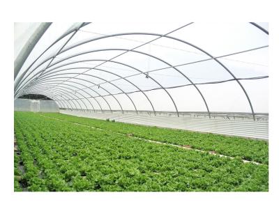 China Poly Greenhouse Plant Greenhouse Low Cost Strawberry Flowers Fruits Tunnel Garden Walkway Sunlight Waik-in Greenhouse for sale