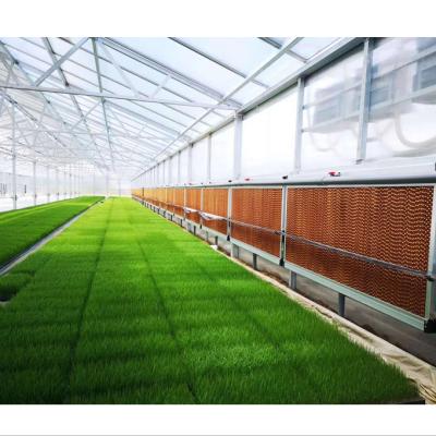 China Hot-dipped galvanized steel medicinal plant growing fully automatic blackout shading polycarbonate greenhouse for sale