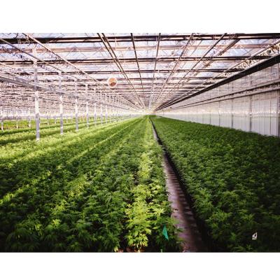 China Hot-dipped Galvanized Steel Medicinal Plant Display Greenhouse Intelligent Management Glass Greenhouse For Hemp Breeding for sale