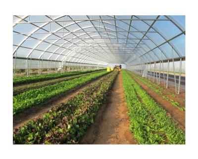 China Vegetable Galvanized Garden Greenhouse Fruit Flowers Strawberry Low Price Simple Structure Tunnel Greenhouse Walkway for sale