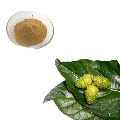 China Medicine Healthcare Products & China Factory Supply Cosmetic Noni Fruit Morinda Citrifolia Extract Powder For Export for sale