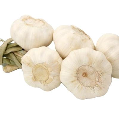 China fresh chinese fresh garlic for sale