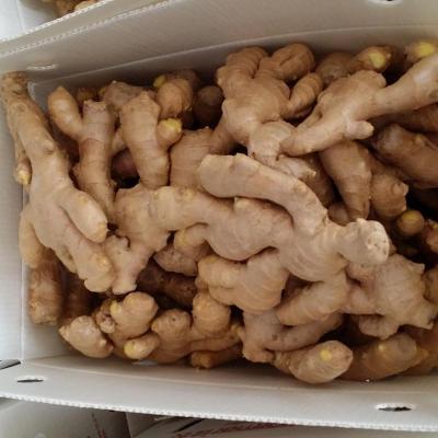 China Ginger Exporter With Competitive Price Dry By Chinese Air Fresh for sale