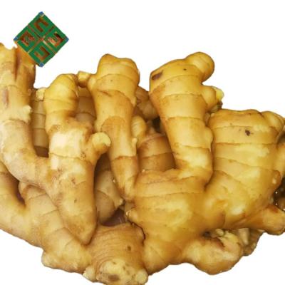 China Fresh Bright Yellow Ginger Plant / Ginger Packing For Sale for sale