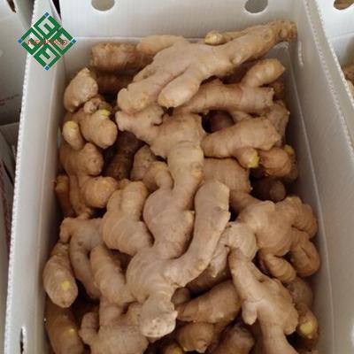 China Fresh Air Dry Ginger for sale