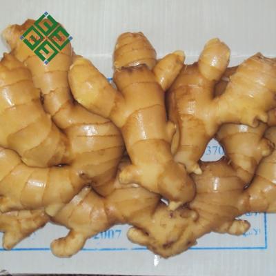 China Wholesale Fresh Ginger Price Large Fresh Ginger for sale