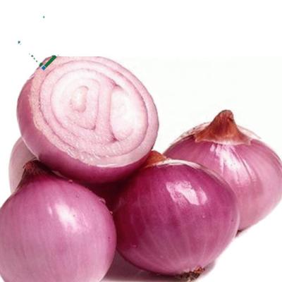 China Original fresh low price China red onion fresh onion specifications for sale