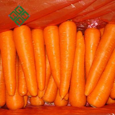 China Good supplier fresh carrots for sale fresh carrot in Vietnam for sale