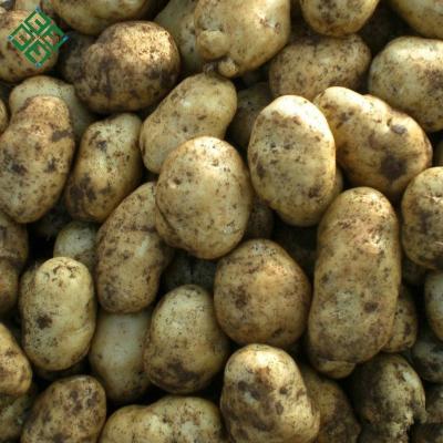 China Chinas Fresh Potato Fresh Potato Vegetable Bangladesh Fresh Potato for sale