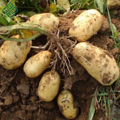 China Fresh potato fresh cheap crop of new prices for sale