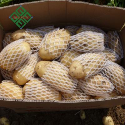 China China Potato Export 100-600g Fresh Fresh Sweet Potato for sale